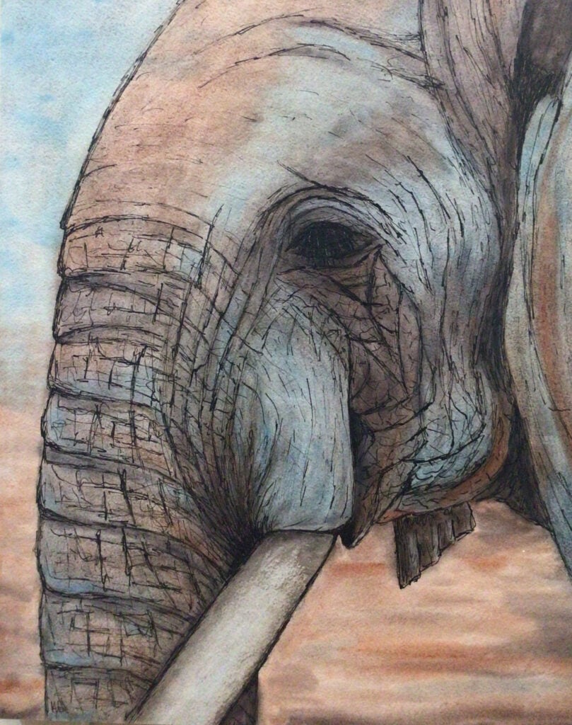 elephant